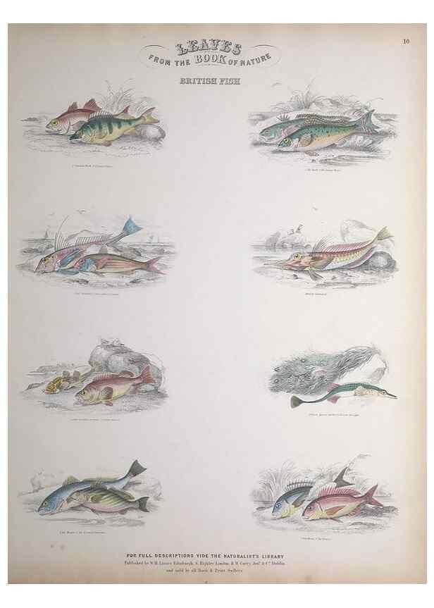 Reproducción/Reproduction 49749725432: Leaves from the book of nature,. Edinburgh :W.H. Lizars;[184-?]. 