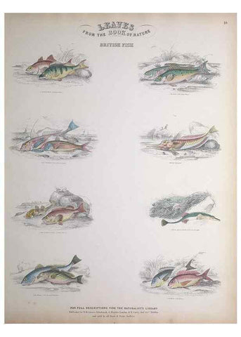 Reproducción/Reproduction 49749725432: Leaves from the book of nature,. Edinburgh :W.H. Lizars;[184-?]. 