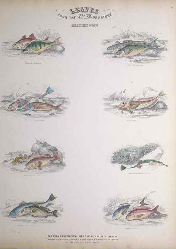 Reproducción/Reproduction 49749725432: Leaves from the book of nature,. Edinburgh :W.H. Lizars;[184-?]. 