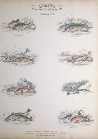 Reproducción/Reproduction 49749725432: Leaves from the book of nature,. Edinburgh :W.H. Lizars;[184-?]. 