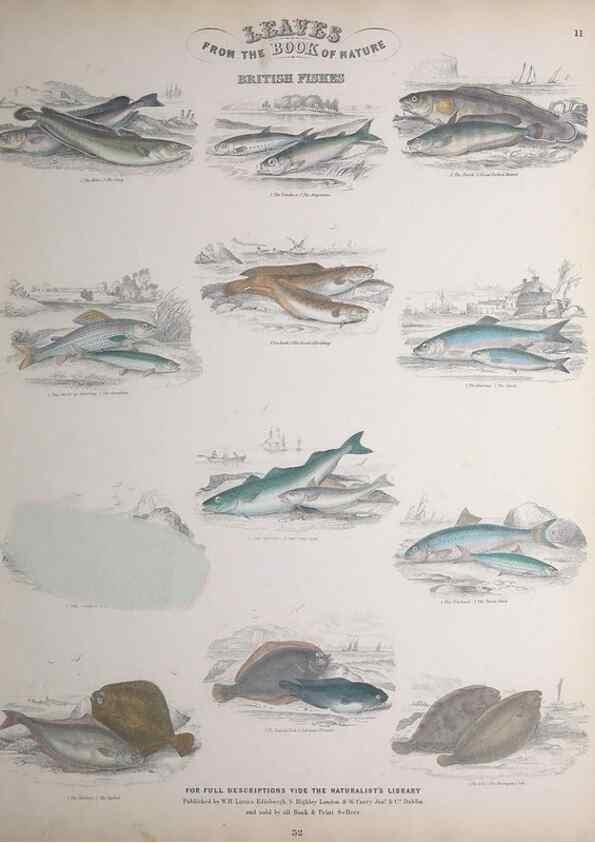Reproducción/Reproduction 49749725647: Leaves from the book of nature,. Edinburgh :W.H. Lizars;[184-?]. 