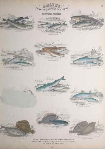 Reproducción/Reproduction 49749725647: Leaves from the book of nature,. Edinburgh :W.H. Lizars;[184-?]. 