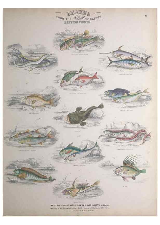 Reproducción/Reproduction 49749398311: Leaves from the book of nature,. Edinburgh :W.H. Lizars;[184-?]. 
