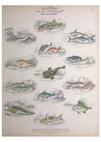 Reproducción/Reproduction 49749398311: Leaves from the book of nature,. Edinburgh :W.H. Lizars;[184-?]. 