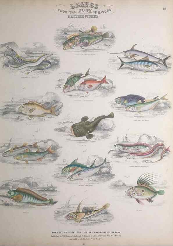 Reproducción/Reproduction 49749398311: Leaves from the book of nature,. Edinburgh :W.H. Lizars;[184-?]. 