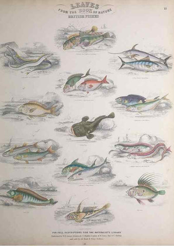 Reproducción/Reproduction 49749398311: Leaves from the book of nature,. Edinburgh :W.H. Lizars;[184-?]. 