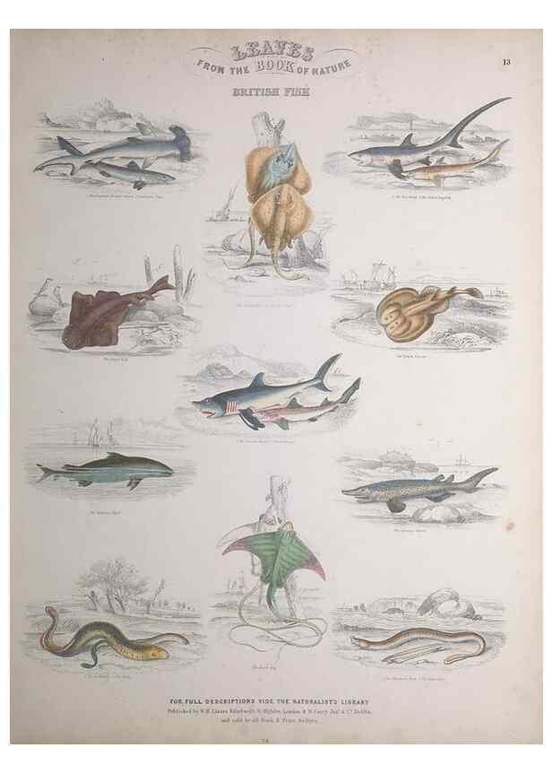 Reproducción/Reproduction 49748855858: Leaves from the book of nature,. Edinburgh :W.H. Lizars;[184-?]. 