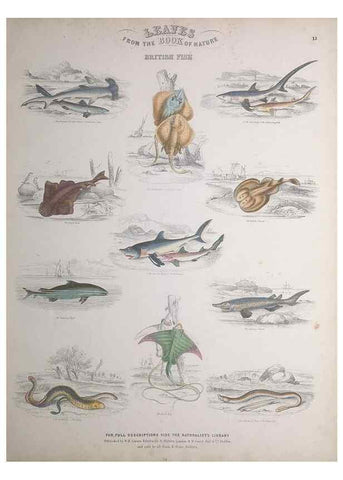 Reproducción/Reproduction 49748855858: Leaves from the book of nature,. Edinburgh :W.H. Lizars;[184-?]. 