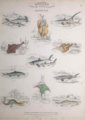 Reproducción/Reproduction 49748855858: Leaves from the book of nature,. Edinburgh :W.H. Lizars;[184-?]. 