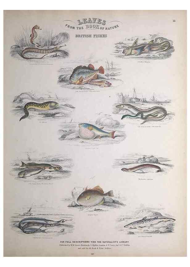 Reproducción/Reproduction 49749399161: Leaves from the book of nature,. Edinburgh :W.H. Lizars;[184-?]. 