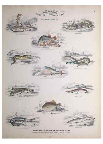 Reproducción/Reproduction 49749399161: Leaves from the book of nature,. Edinburgh :W.H. Lizars;[184-?]. 