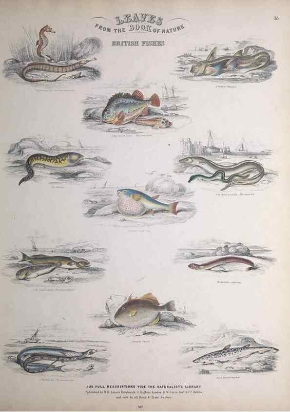 Reproducción/Reproduction 49749399161: Leaves from the book of nature,. Edinburgh :W.H. Lizars;[184-?]. 