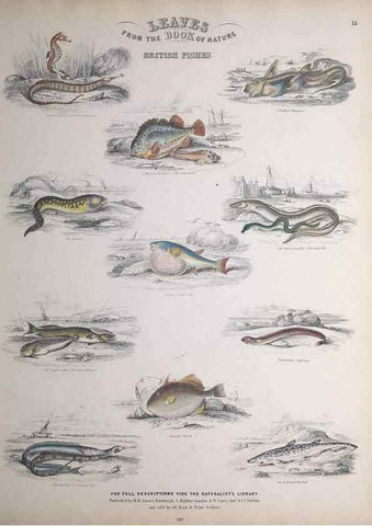 Reproducción/Reproduction 49749399161: Leaves from the book of nature,. Edinburgh :W.H. Lizars;[184-?]. 