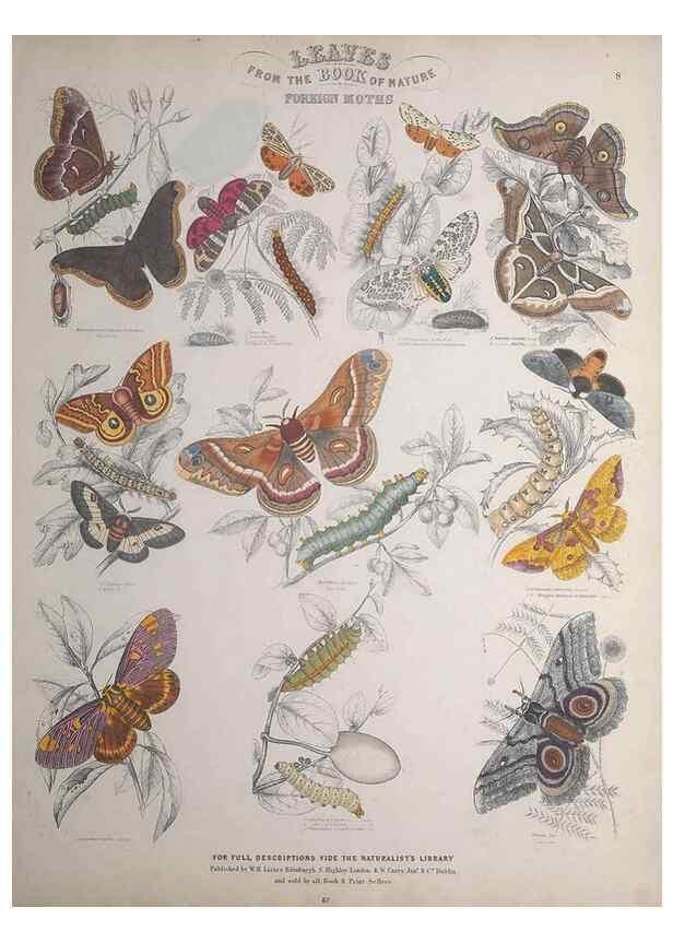 Reproducción/Reproduction 49748858698: Leaves from the book of nature,. Edinburgh :W.H. Lizars;[184-?]. 