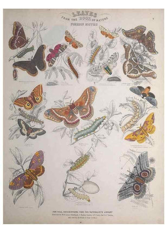 Reproducción/Reproduction 49748858698: Leaves from the book of nature,. Edinburgh :W.H. Lizars;[184-?]. 
