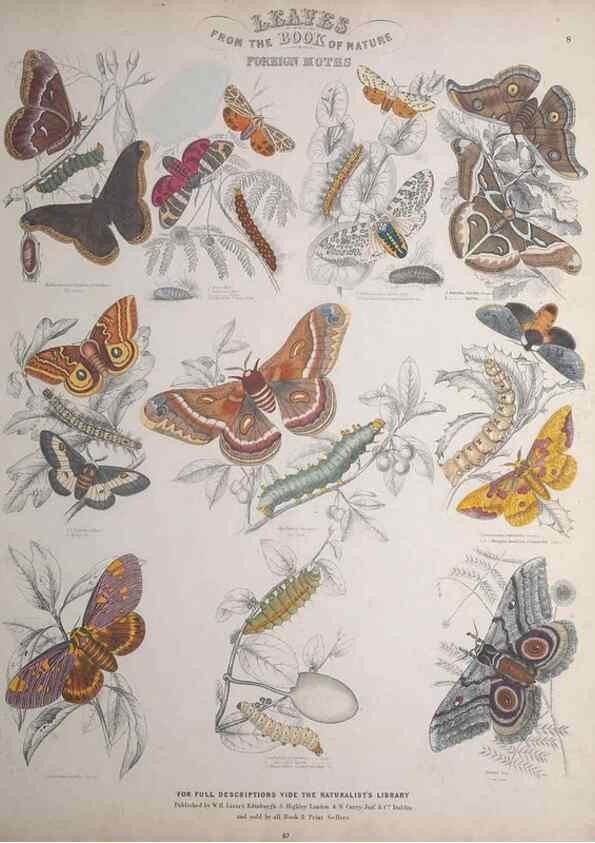 Reproducción/Reproduction 49748858698: Leaves from the book of nature,. Edinburgh :W.H. Lizars;[184-?]. 