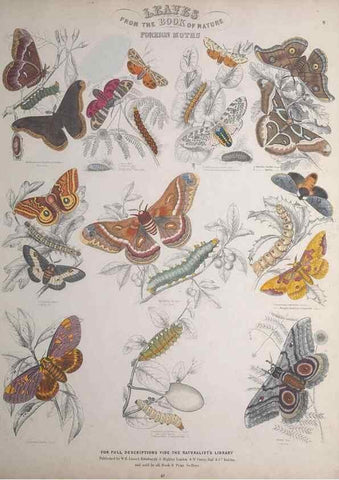 Reproducción/Reproduction 49748858698: Leaves from the book of nature,. Edinburgh :W.H. Lizars;[184-?]. 