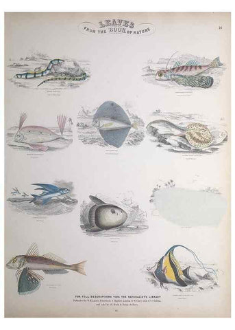 Reproducción/Reproduction 49748856683: Leaves from the book of nature,. Edinburgh :W.H. Lizars;[184-?]. 