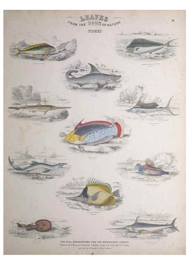 Reproducción/Reproduction 49749727412: Leaves from the book of nature,. Edinburgh :W.H. Lizars;[184-?]. 
