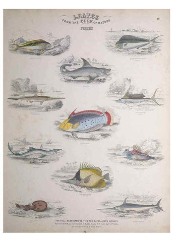 Reproducción/Reproduction 49749727412: Leaves from the book of nature,. Edinburgh :W.H. Lizars;[184-?]. 
