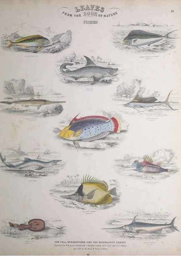 Reproducción/Reproduction 49749727412: Leaves from the book of nature,. Edinburgh :W.H. Lizars;[184-?]. 