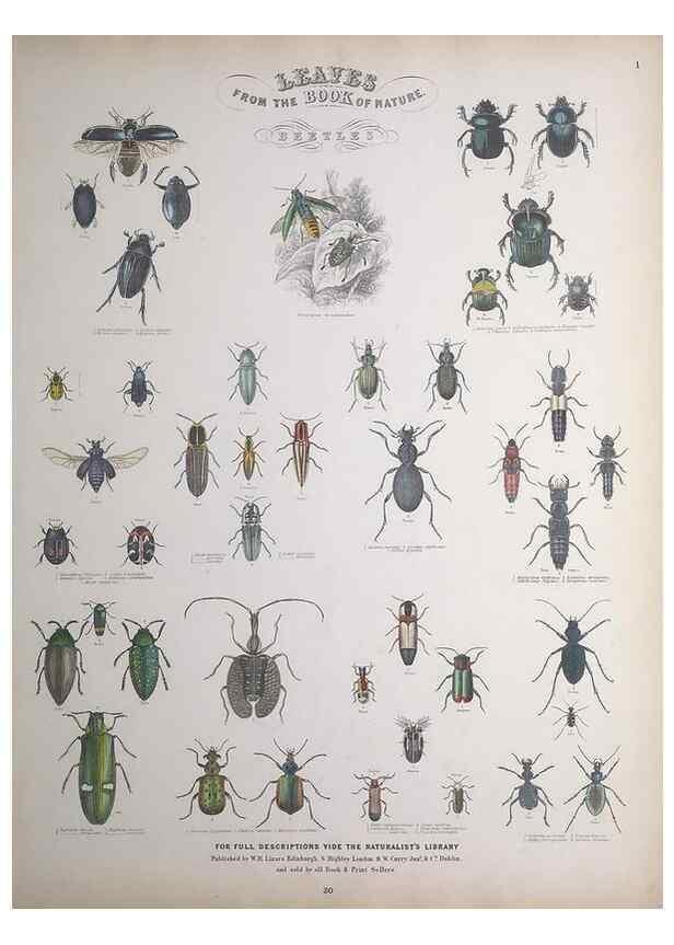 Reproducción/Reproduction 49748857203: Leaves from the book of nature,. Edinburgh :W.H. Lizars;[184-?]. 