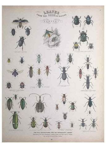 Reproducción/Reproduction 49748857203: Leaves from the book of nature,. Edinburgh :W.H. Lizars;[184-?]. 
