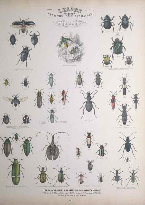 Reproducción/Reproduction 49748857203: Leaves from the book of nature,. Edinburgh :W.H. Lizars;[184-?]. 