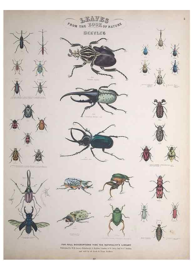 Reproducción/Reproduction 49749727757: Leaves from the book of nature,. Edinburgh :W.H. Lizars;[184-?]. 