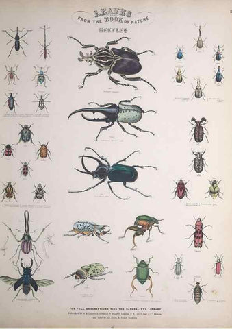 Reproducción/Reproduction 49749727757: Leaves from the book of nature,. Edinburgh :W.H. Lizars;[184-?]. 