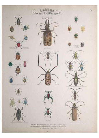 Reproducción/Reproduction 49749400451: Leaves from the book of nature,. Edinburgh :W.H. Lizars;[184-?]. 