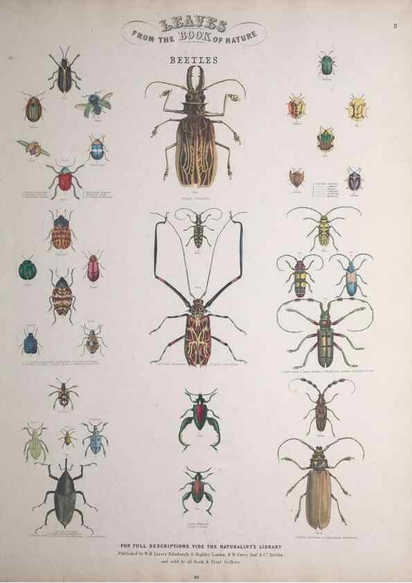 Reproducción/Reproduction 49749400451: Leaves from the book of nature,. Edinburgh :W.H. Lizars;[184-?]. 