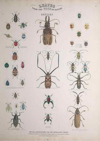 Reproducción/Reproduction 49749400451: Leaves from the book of nature,. Edinburgh :W.H. Lizars;[184-?]. 