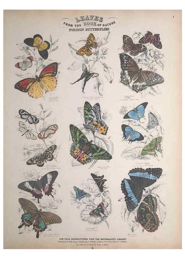 Reproducción/Reproduction 49749400676: Leaves from the book of nature,. Edinburgh :W.H. Lizars;[184-?]. 