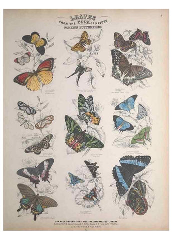 Reproducción/Reproduction 49749400676: Leaves from the book of nature,. Edinburgh :W.H. Lizars;[184-?]. 
