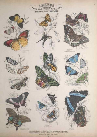 Reproducción/Reproduction 49749400676: Leaves from the book of nature,. Edinburgh :W.H. Lizars;[184-?]. 