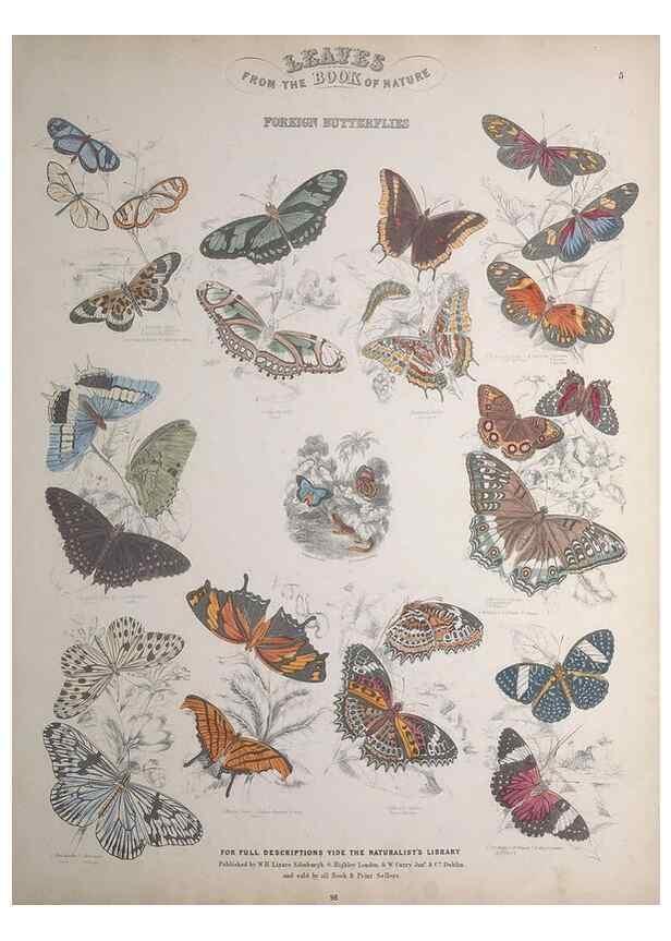 Reproducción/Reproduction 49749400871: Leaves from the book of nature,. Edinburgh :W.H. Lizars;[184-?]. 