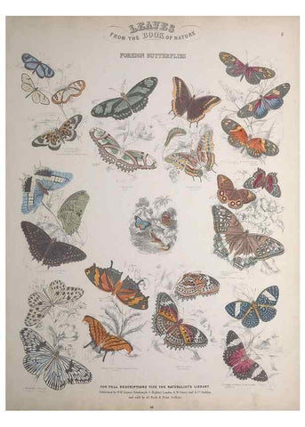 Reproducción/Reproduction 49749400871: Leaves from the book of nature,. Edinburgh :W.H. Lizars;[184-?]. 