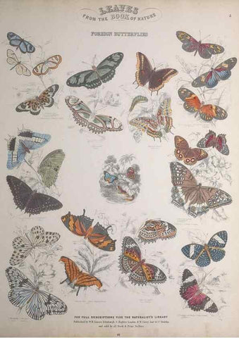 Reproducción/Reproduction 49749400871: Leaves from the book of nature,. Edinburgh :W.H. Lizars;[184-?]. 