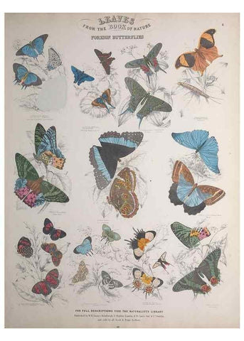 Reproducción/Reproduction 49749728567: Leaves from the book of nature,. Edinburgh :W.H. Lizars;[184-?]. 