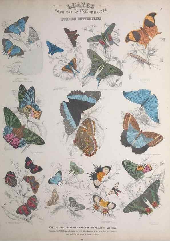 Reproducción/Reproduction 49749728567: Leaves from the book of nature,. Edinburgh :W.H. Lizars;[184-?]. 