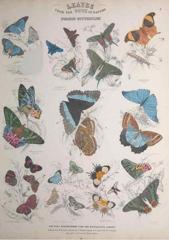 Reproducción/Reproduction 49749728567: Leaves from the book of nature,. Edinburgh :W.H. Lizars;[184-?]. 