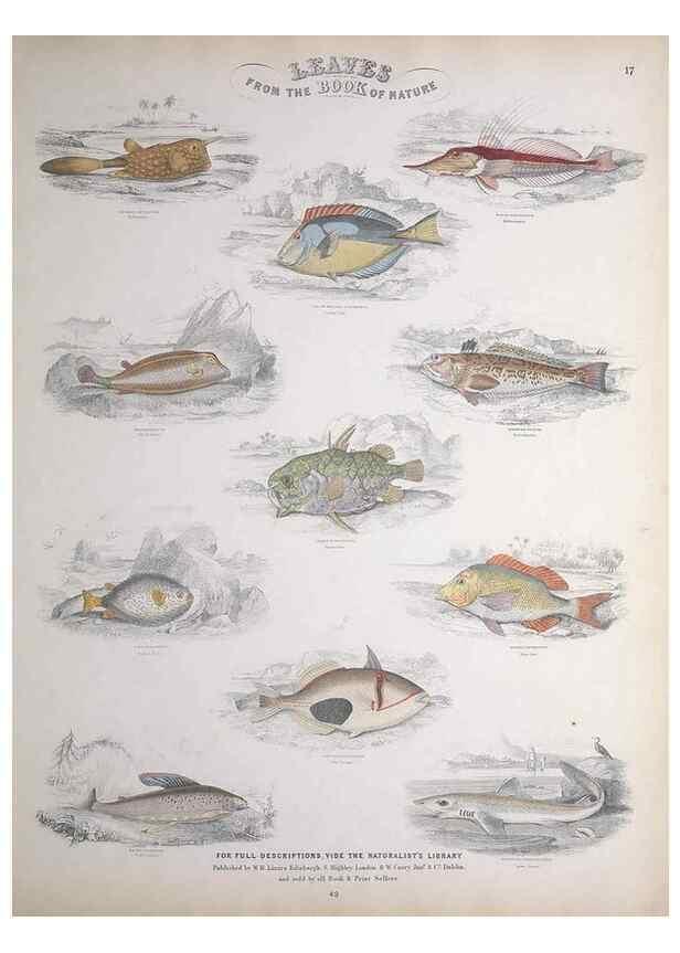 Reproducción/Reproduction 49748856873: Leaves from the book of nature,. Edinburgh :W.H. Lizars;[184-?]. 
