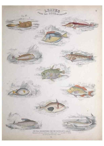 Reproducción/Reproduction 49748856873: Leaves from the book of nature,. Edinburgh :W.H. Lizars;[184-?]. 