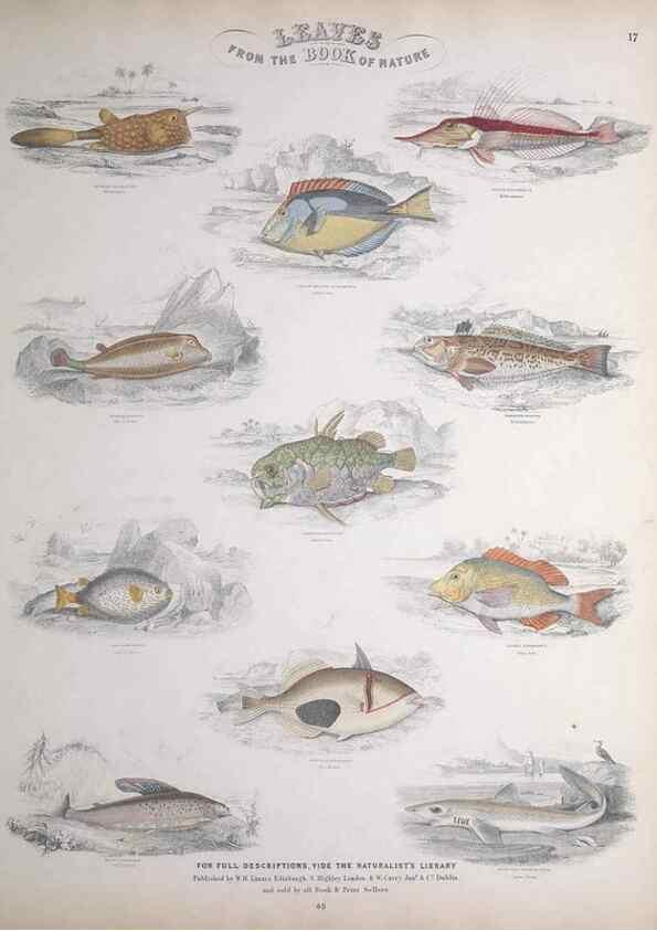 Reproducción/Reproduction 49748856873: Leaves from the book of nature,. Edinburgh :W.H. Lizars;[184-?]. 