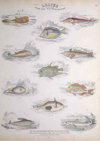 Reproducción/Reproduction 49748856873: Leaves from the book of nature,. Edinburgh :W.H. Lizars;[184-?]. 