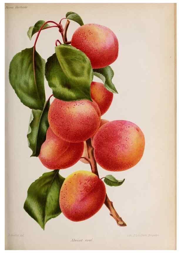 Reproducción/Reproduction 49643916957: Revue horticole.. Paris :Librairie agricole de la maison rustique,1829-1974.. 