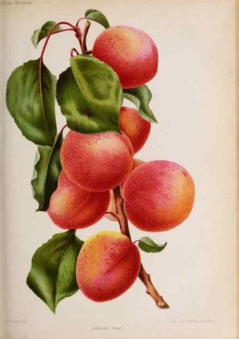 Reproducción/Reproduction 49643916957: Revue horticole.. Paris :Librairie agricole de la maison rustique,1829-1974.. 