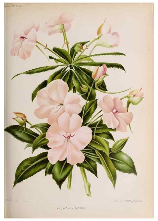 Reproducción/Reproduction 49643916697: Revue horticole.. Paris :Librairie agricole de la maison rustique,1829-1974.. 
