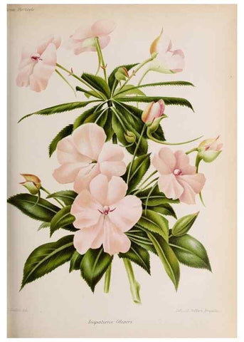 Reproducción/Reproduction 49643916697: Revue horticole.. Paris :Librairie agricole de la maison rustique,1829-1974.. 